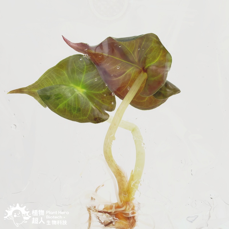 PlantHero