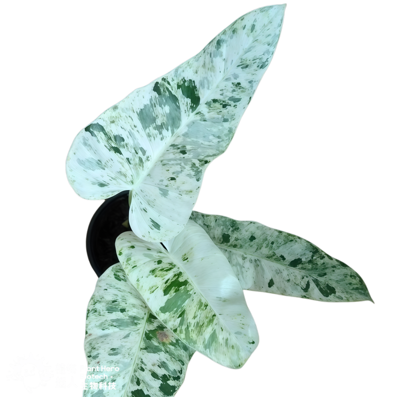 Philodendron Giganteum Blizzard Snowflake Variegated