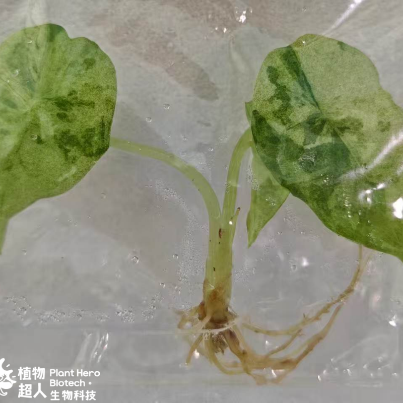 PlantHero