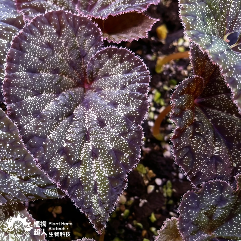 Begonia Curtisii Galaxy