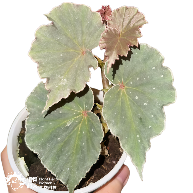 Begonia Snow Rabbit