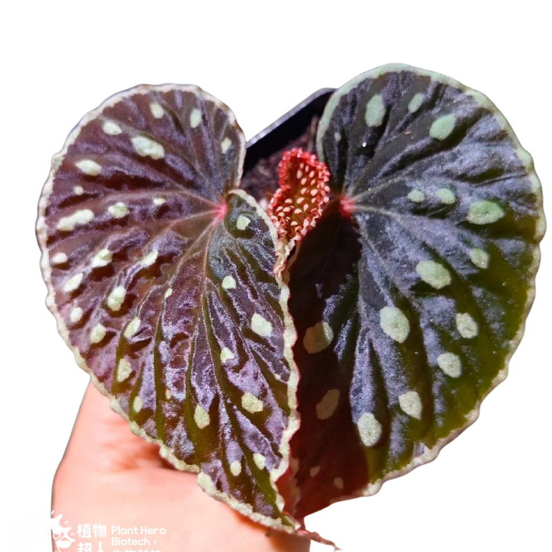 Begonia Firefly