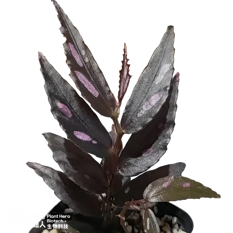 Begonia Julau Thin Leaf