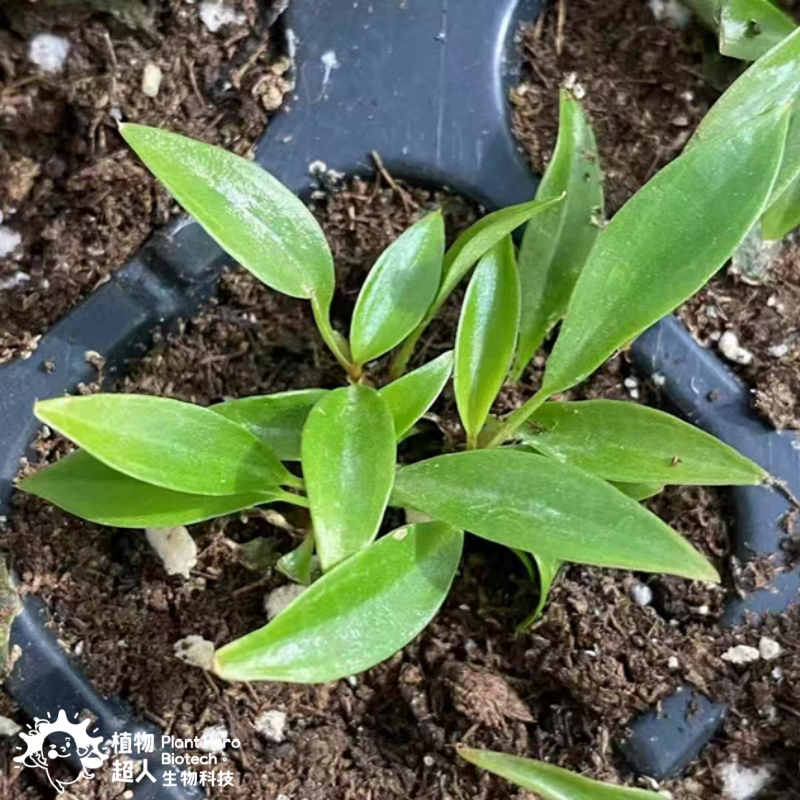 Philodendron Black Princess (Green)