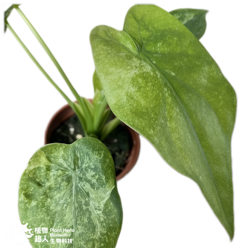 PlantHero