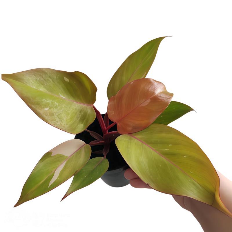 Philodendron Persimmon Princess