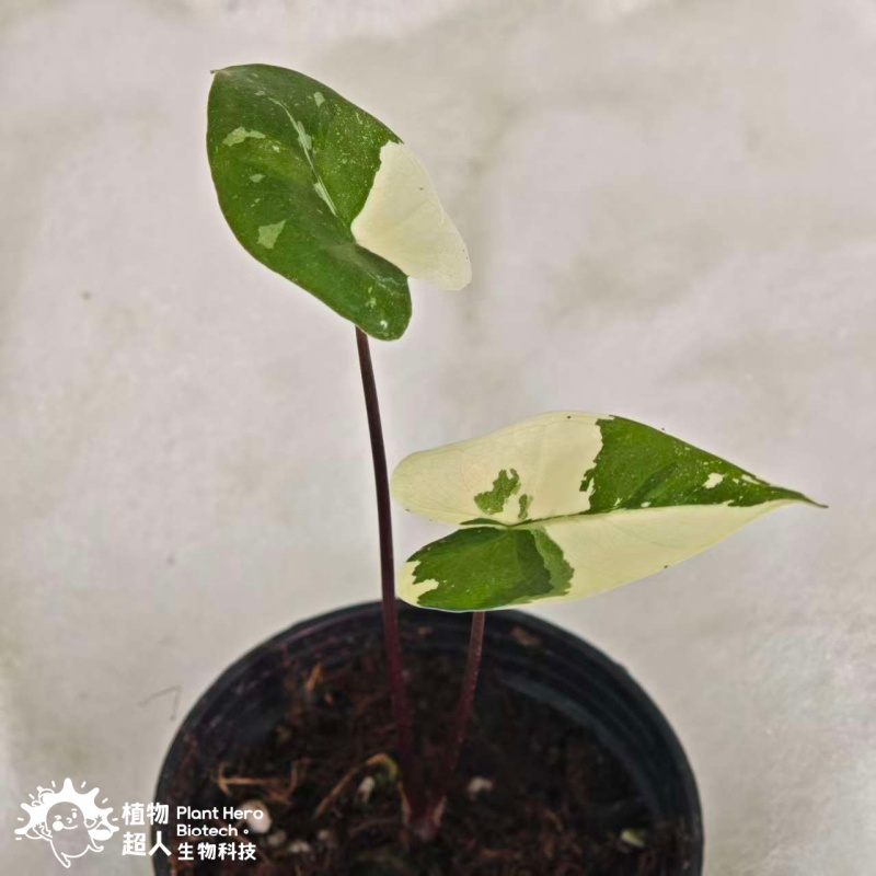 PlantHero