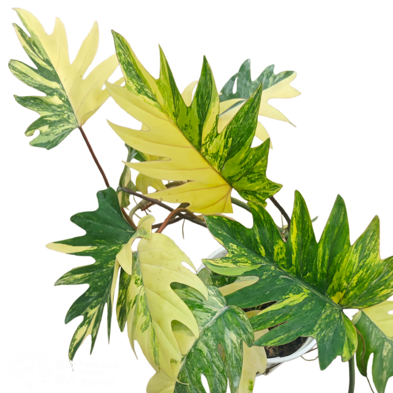 Philodendron Mayoi Aurea Variegated