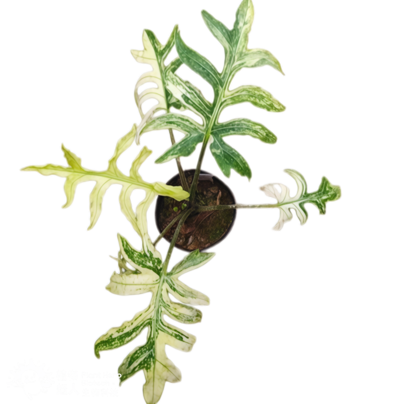 PlantHero