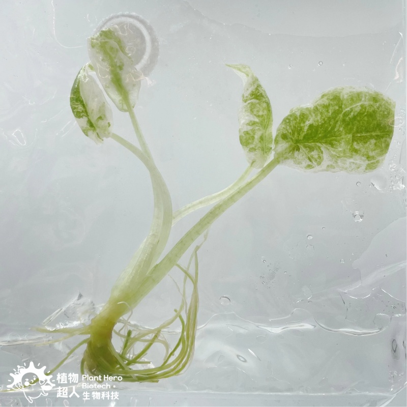 PlantHero