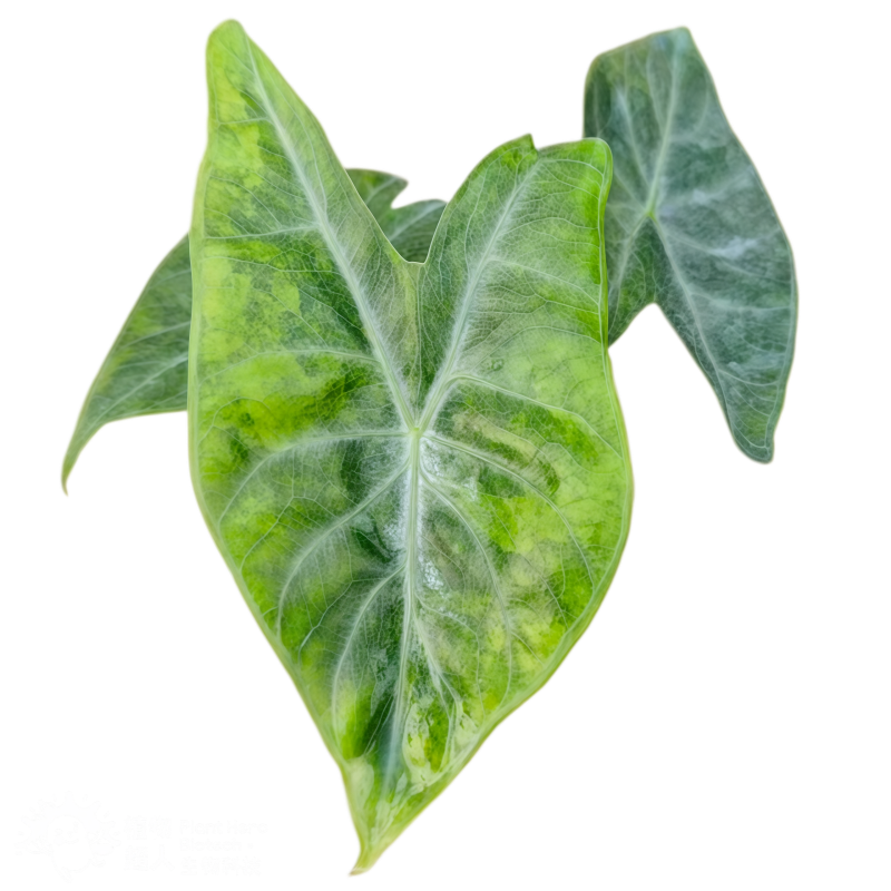 PlantHero