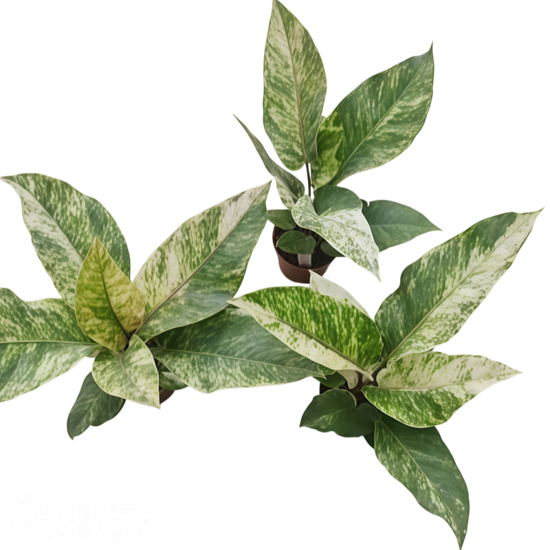 Anthurium Bonplandii Narrow Mix Variegated