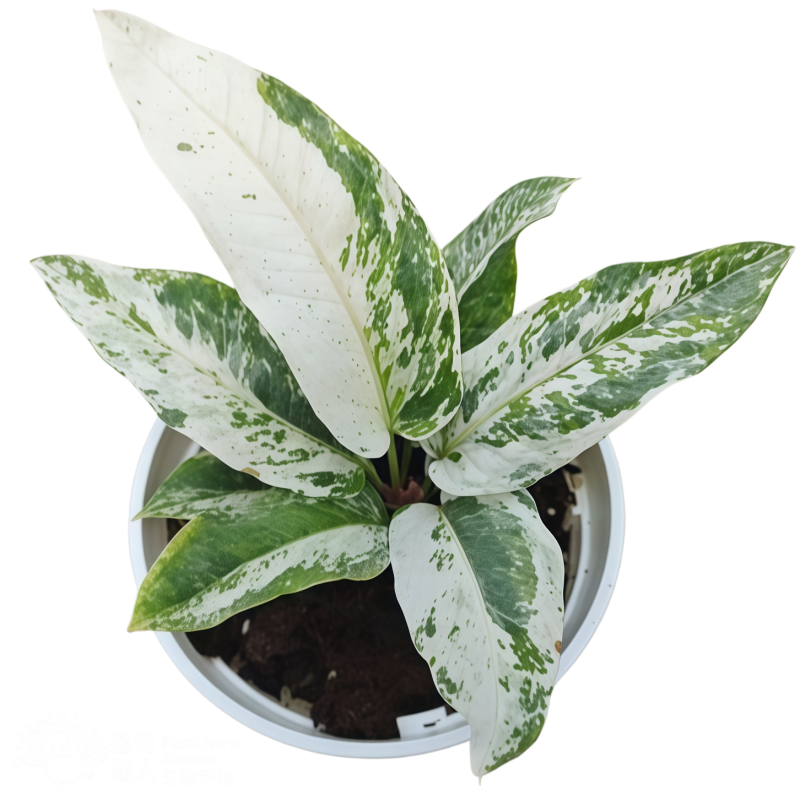 Anthurium Bonplandii Narrow Ablo Variegated