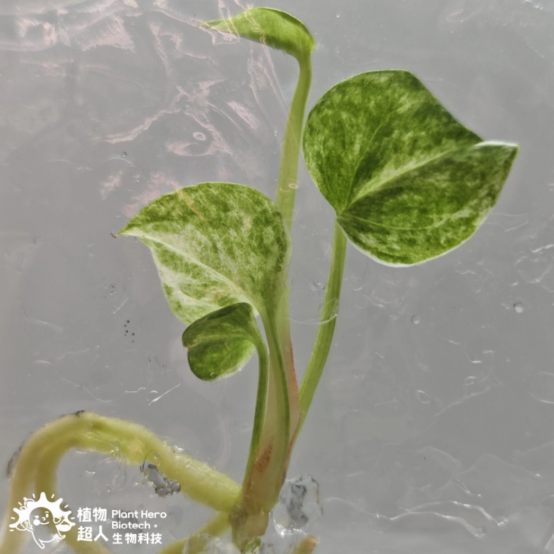 Anthurium Bonplandii Narrow Pink Variegated