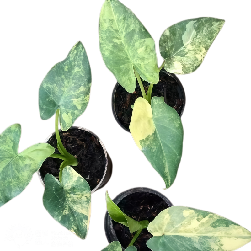 PlantHero