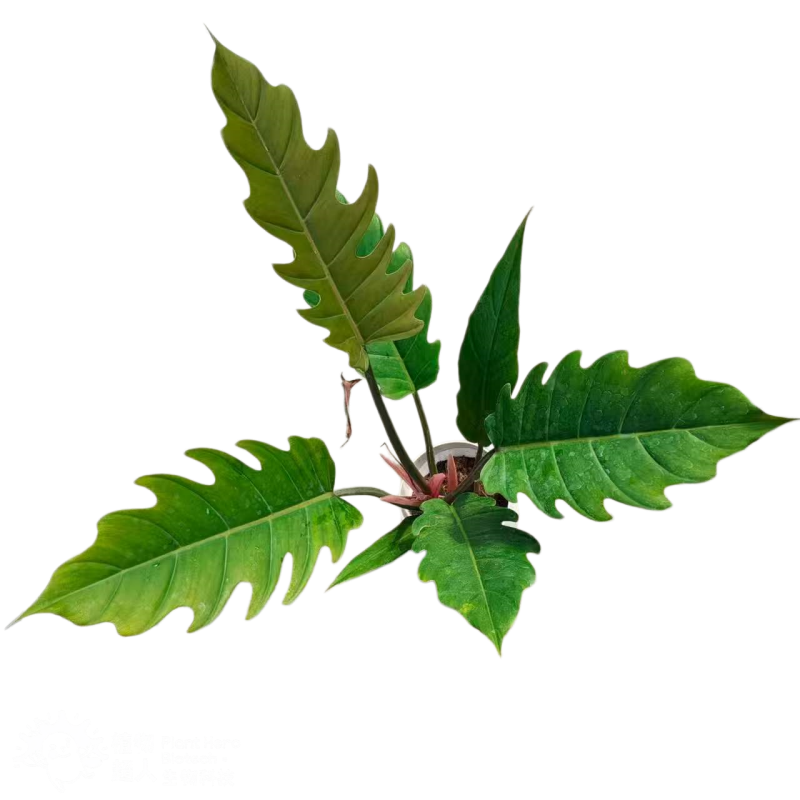 Philodendron Pluto