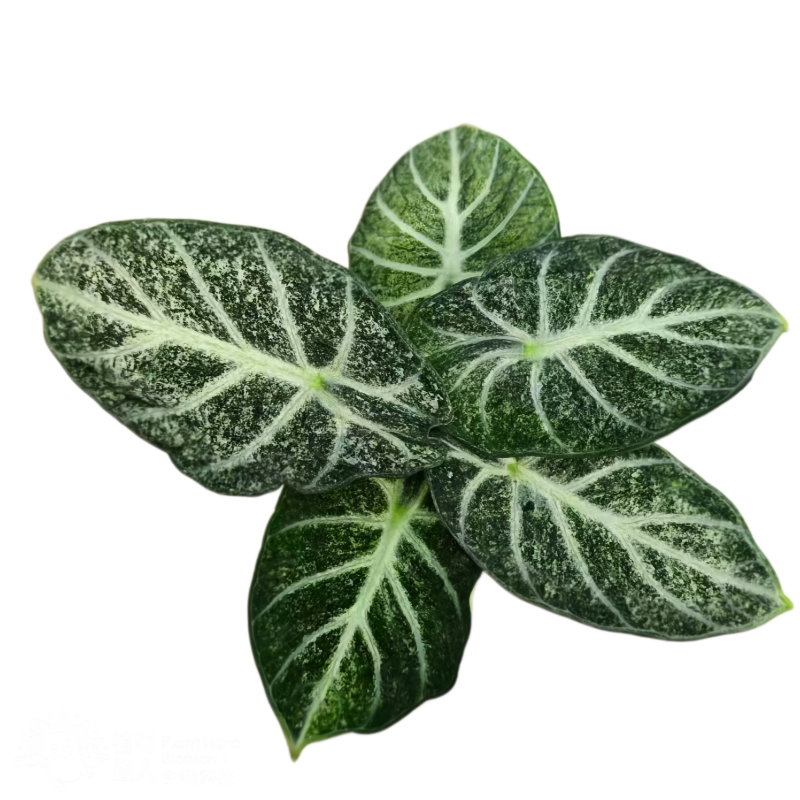 Alocasia Freckle Ninja Variegated