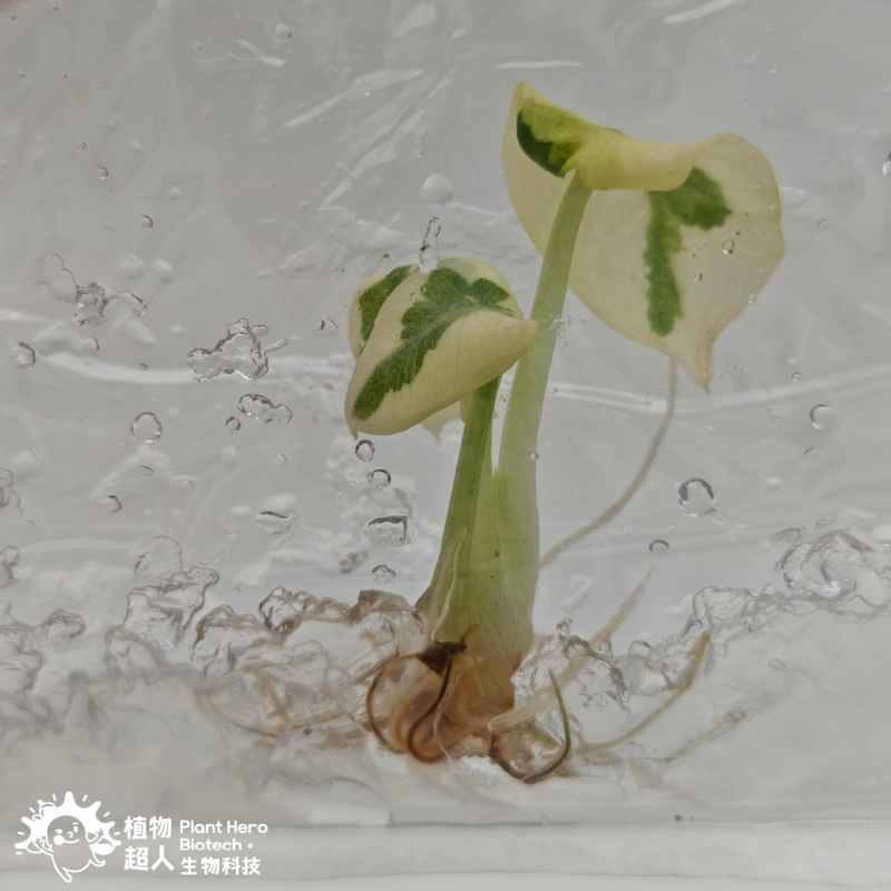 Alocasia Ninja Albo Lava Variegated