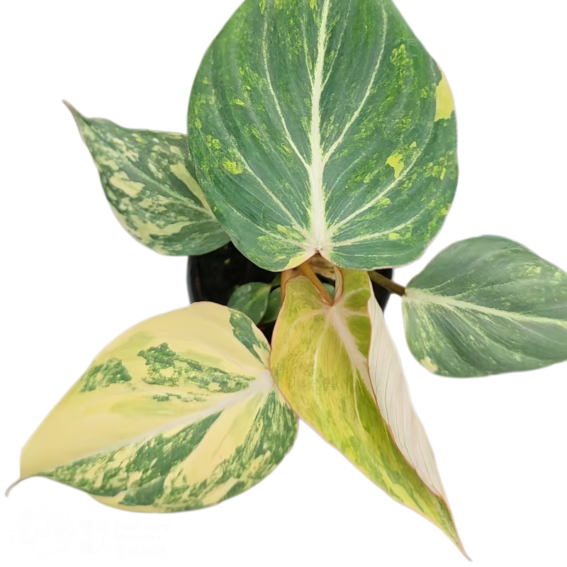 Philodendron Gloriosum Legacy Variegated
