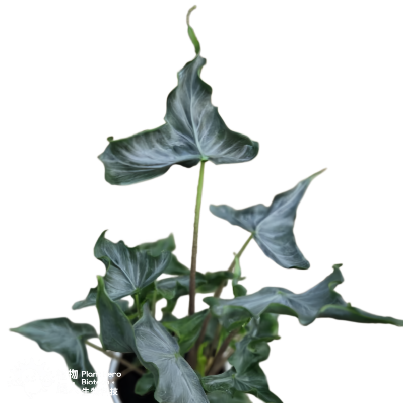 Alocasia Holy Grail