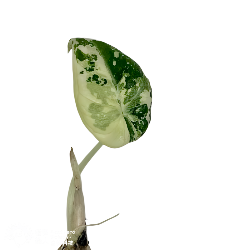 Alocasia Black Velvet Pink Variegated (Single Leaf)
