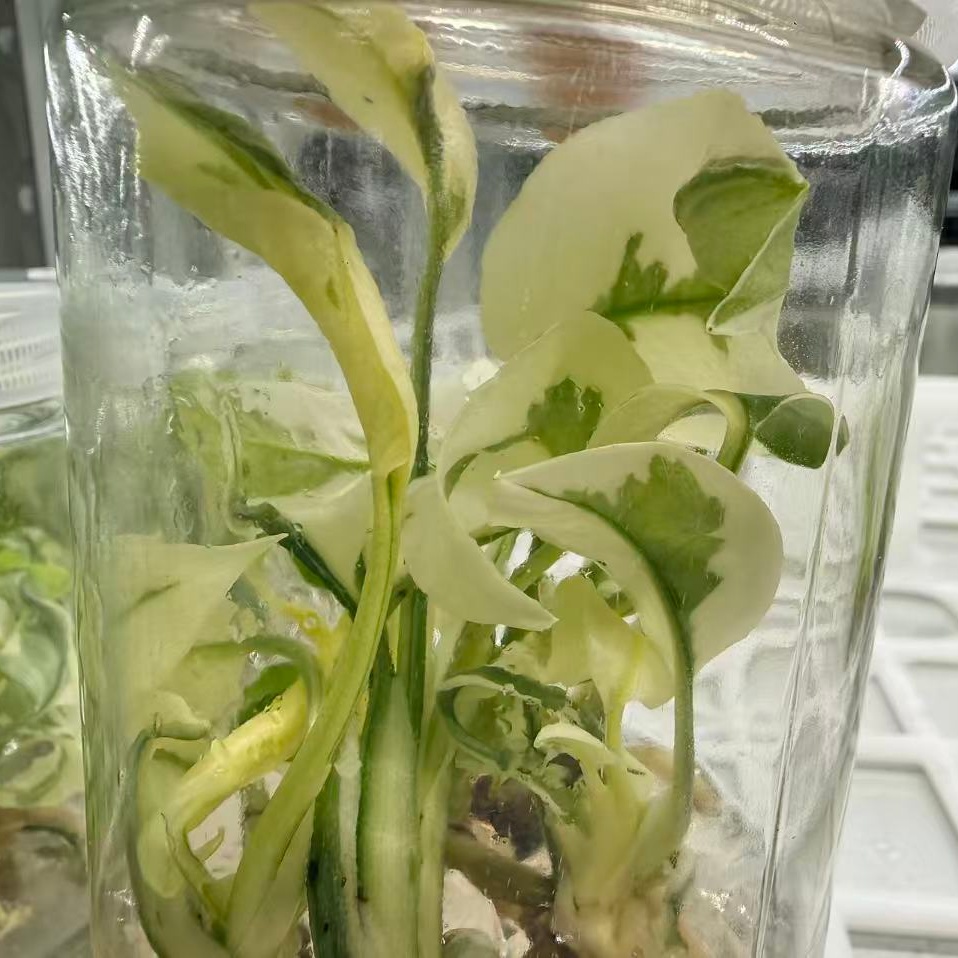 Monstera Deliciosa Casper