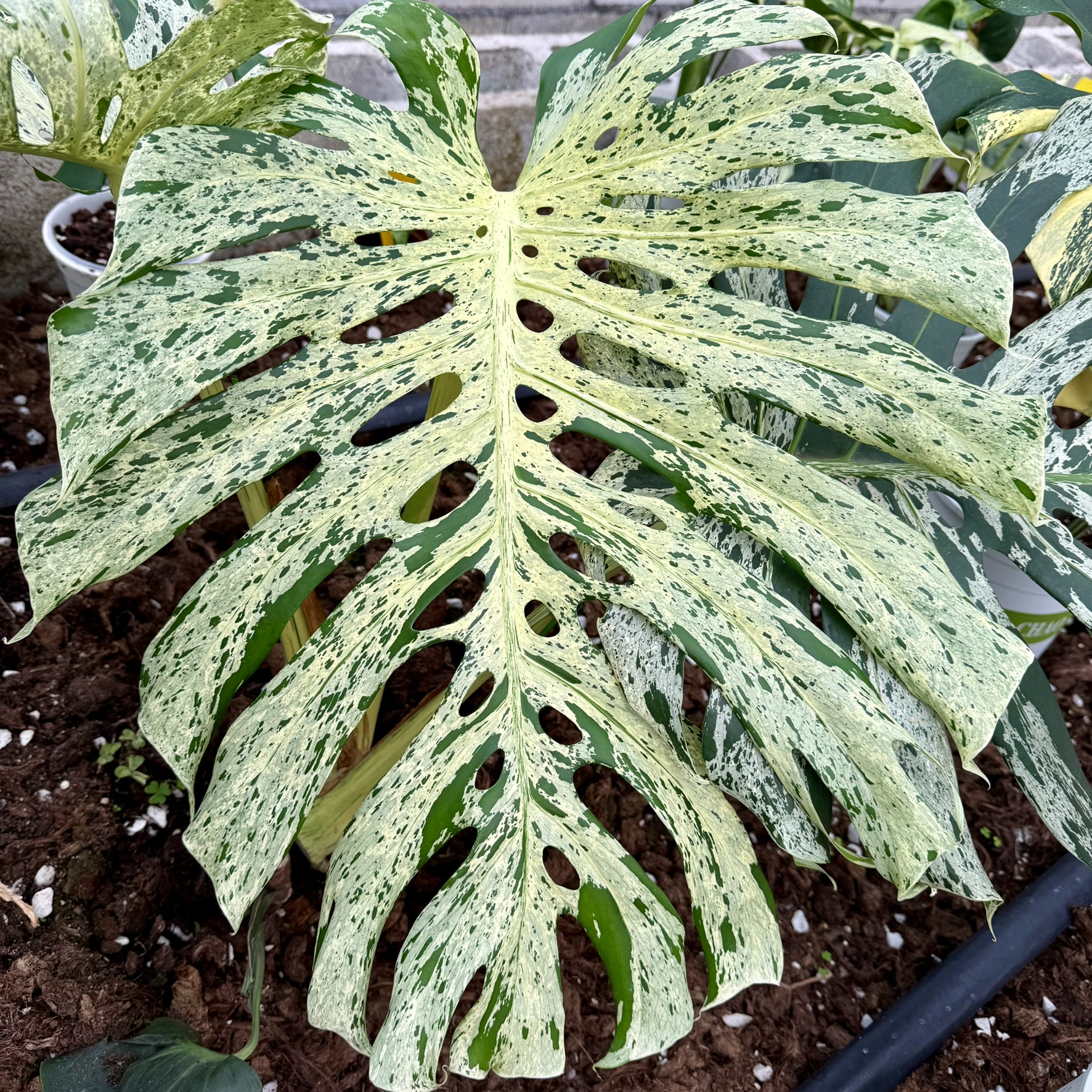 Monstera Bulbasaur