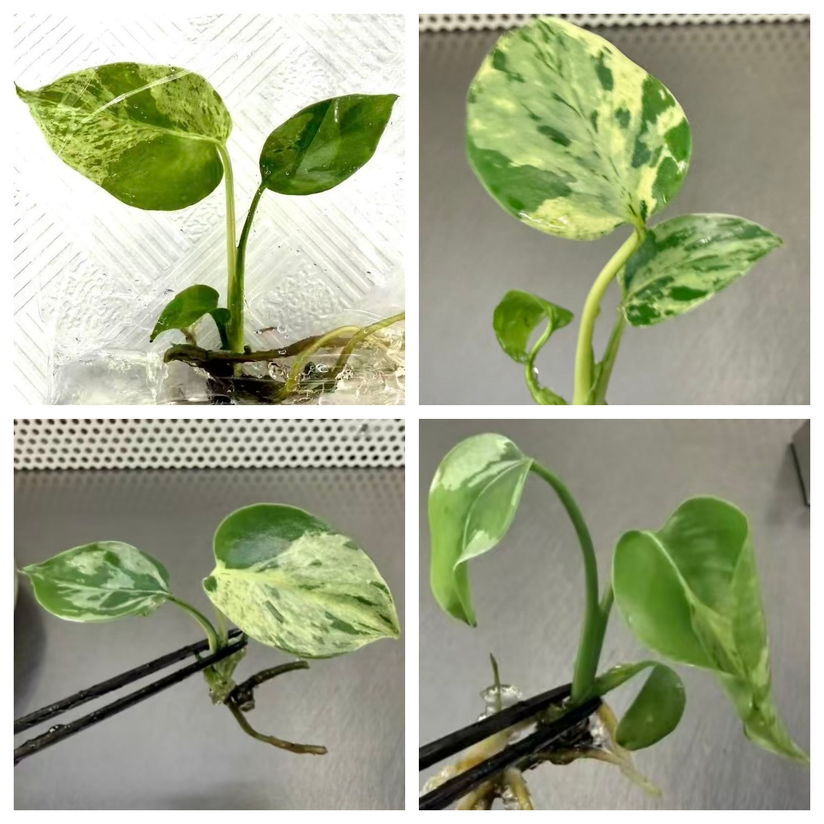 PlantHero
