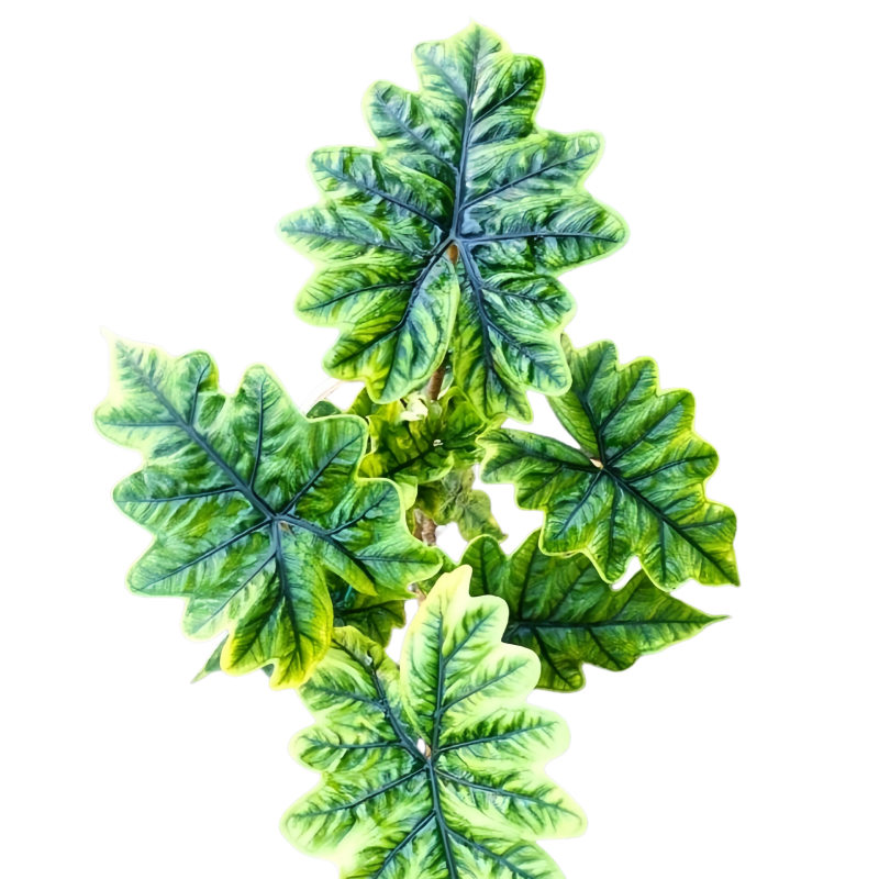 Alocasia Mini Jacklyn