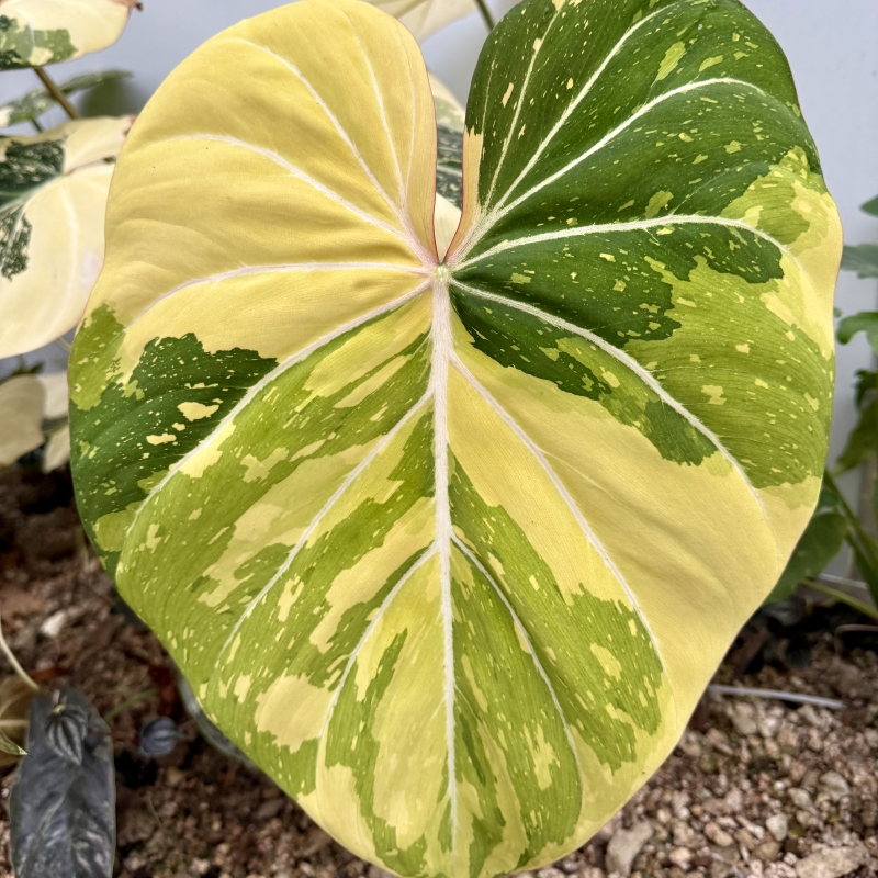 Philodendron