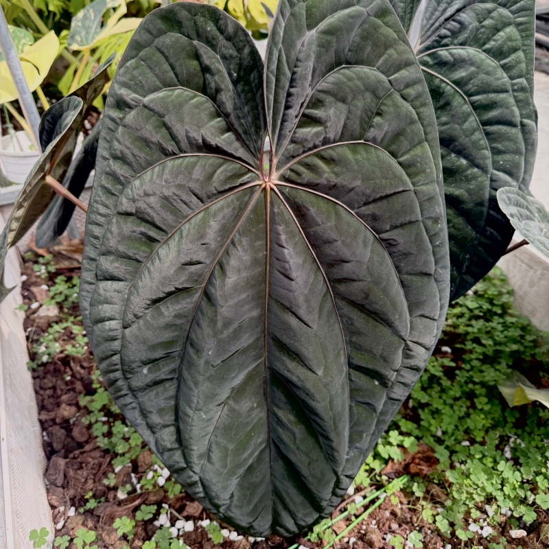 Anthurium